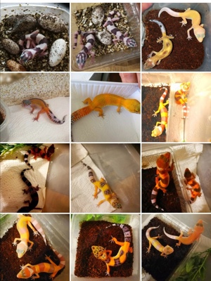 Leopardgeckos versch. Morphe