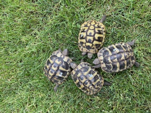 Griechische Landschildkröte