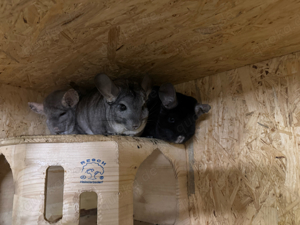 3 Chinchilla weibchen 