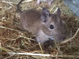 Degus suchen ein schönes neues Zuhause!