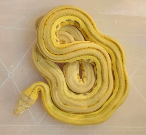 Netzpython Dwarf mochino harlekin super tiger