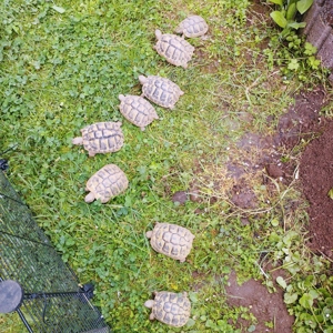 Griechische Landschildkröten  Bild 4