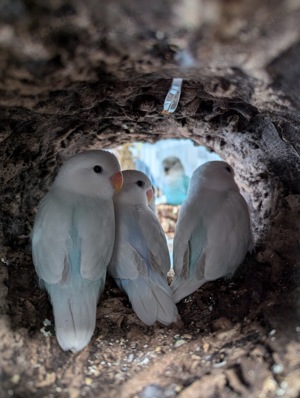 Handzahme Vogel Babies, Rosenköpfchen, Liebespapageien, Agaporniden, unzertrennlichen