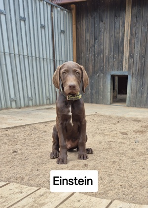 Deutsch Kurzhaar Labrador Mix