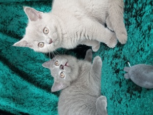 2 Reinrassige BKH Kitten (blue und lilac)