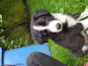 Border Collie Welpen 