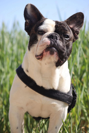 französische bulldogge deckrüde