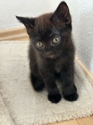 britisch kurzhaar baby katze