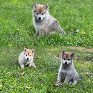 Pomsky's zur vekaufen (1 W  1 M)