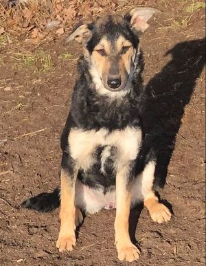 Hündin Paula, Schäferhund-Mix, 1 Jahr alt, sucht neues zu Hause