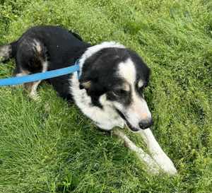 Freundlicher Bordercolliemischling sucht liebevolles Zuhause