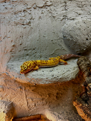 Leopardgecko 0.3