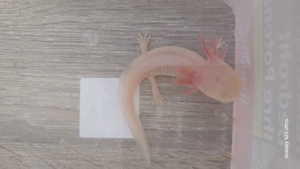 Axolotl zu verkaufen