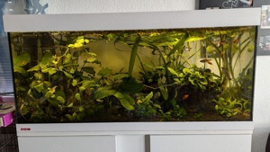 Eheim Vivaline 180 mit LED Beleuchtung, Annubias, Pflazen, Fische, Garnelen, Zubehör