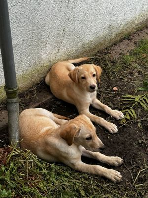 liebevolle Labrador Welpen