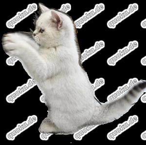 BKH Kitten Kätzchen Katze