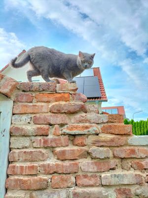 BKH Kater abzugeben 