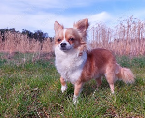 Chihuahua Deckrüden Bild 2