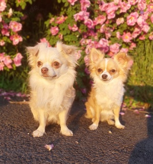 Chihuahua Deckrüden Bild 5