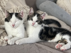 3 weibliche Kitten