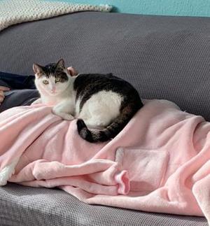 Kater sucht ein neues Zuhause 