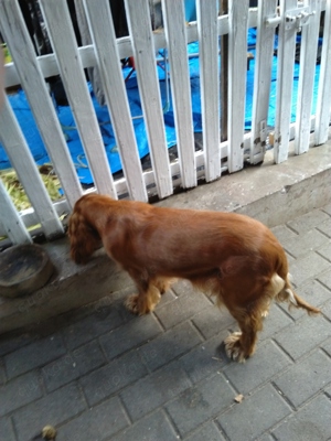 Coker spaniel 9 monat 