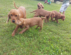 Englisch Cocker Spaniel