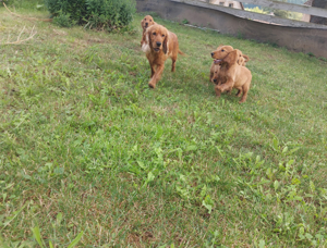 English Cocker Spaniel Welpen 