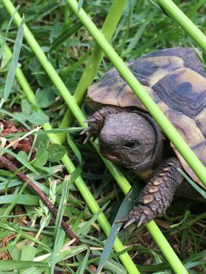 Griechische Landschildkrötenbabys