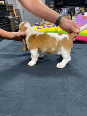 Lovely Beagle Puppies