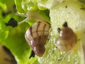 Limicolaria agathina landschnecken