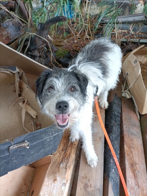 Hund in liebevolle Hände abzugeben 