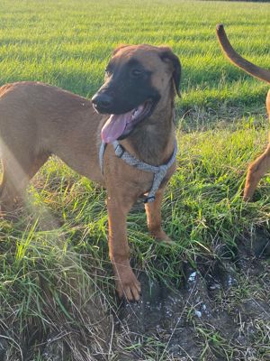 Rhodesian Ridgeback  Appenzeller Welpen    5Monate alt, bereit zur Abgabe 