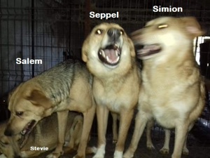 Stevie - hast du ein Körbchen frei? Bild 5