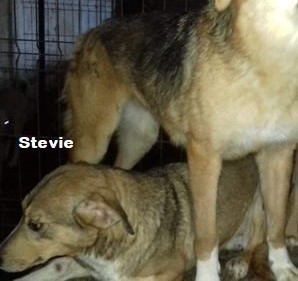 Stevie - hast du ein Körbchen frei? Bild 2