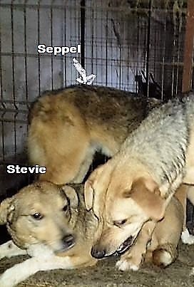 Stevie - hast du ein Körbchen frei? Bild 3