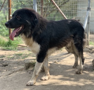 Nugget, geb. ca. 04 2022, lebt in GRIECHENLAND, auf einer privaten Pflegestelle  Bild 7