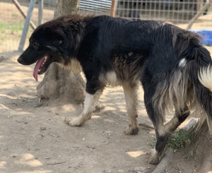 Nugget, geb. ca. 04 2022, lebt in GRIECHENLAND, auf einer privaten Pflegestelle  Bild 9