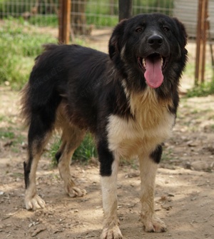 Nugget, geb. ca. 04 2022, lebt in GRIECHENLAND, auf einer privaten Pflegestelle  Bild 4