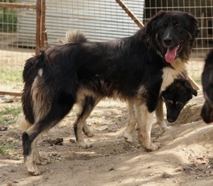 Nugget, geb. ca. 04 2022, lebt in GRIECHENLAND, auf einer privaten Pflegestelle  Bild 6