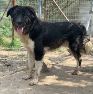 Nugget, geb. ca. 04 2022, lebt in GRIECHENLAND, auf einer privaten Pflegestelle  Bild 8