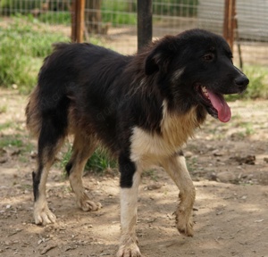 Nugget, geb. ca. 04 2022, lebt in GRIECHENLAND, auf einer privaten Pflegestelle  Bild 5