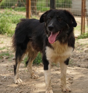 Nugget, geb. ca. 04 2022, lebt in GRIECHENLAND, auf einer privaten Pflegestelle  Bild 3