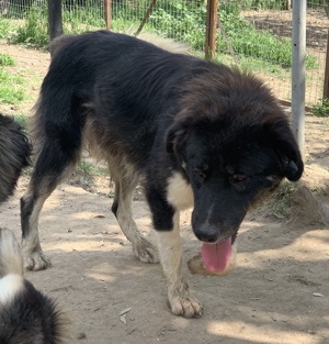 Nugget, geb. ca. 04 2022, lebt in GRIECHENLAND, auf einer privaten Pflegestelle  Bild 10