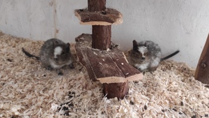 Geräumiger Nager- Kleintierstall, für Degus, Hamster, Mäuse etc