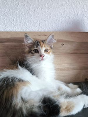 Maine Coon Kitten 