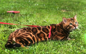 Bengal Champion Deckkater