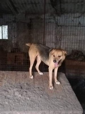 Salem - bist du sein Mensch? Bild 2