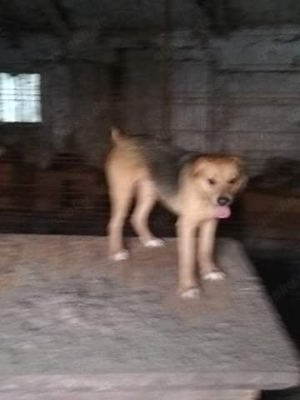 Salem - bist du sein Mensch? Bild 3