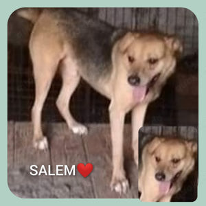 Salem - bist du sein Mensch? Bild 5